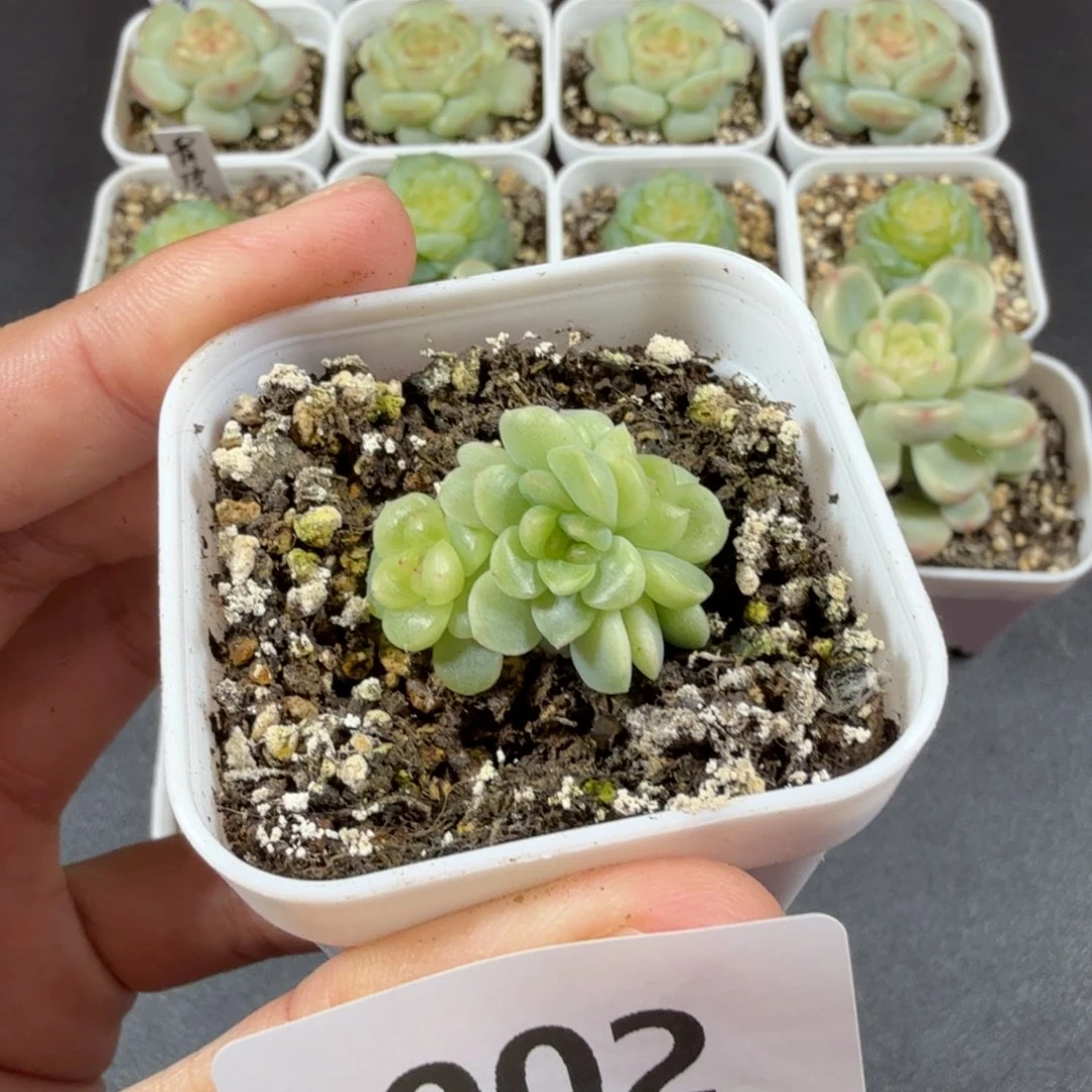 纸鸢四头一物一拍002