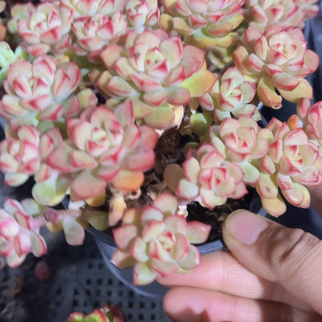 探戈老桩多肉植物