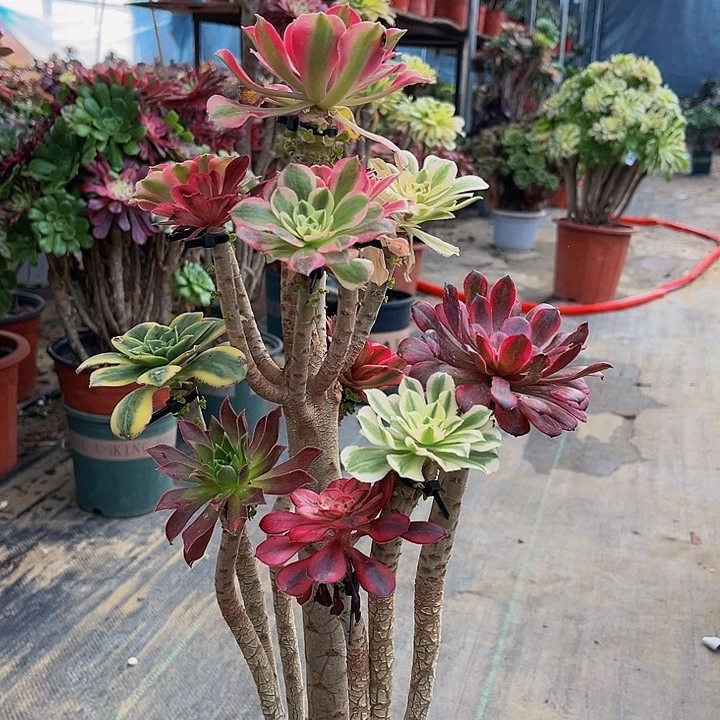 嫁接法师一物一图38