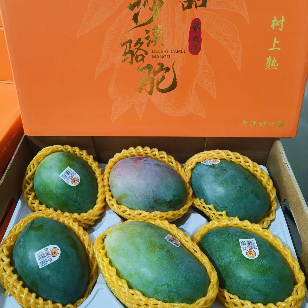 《礼盒》沙漠骆驼芒果《坏果包赔~》