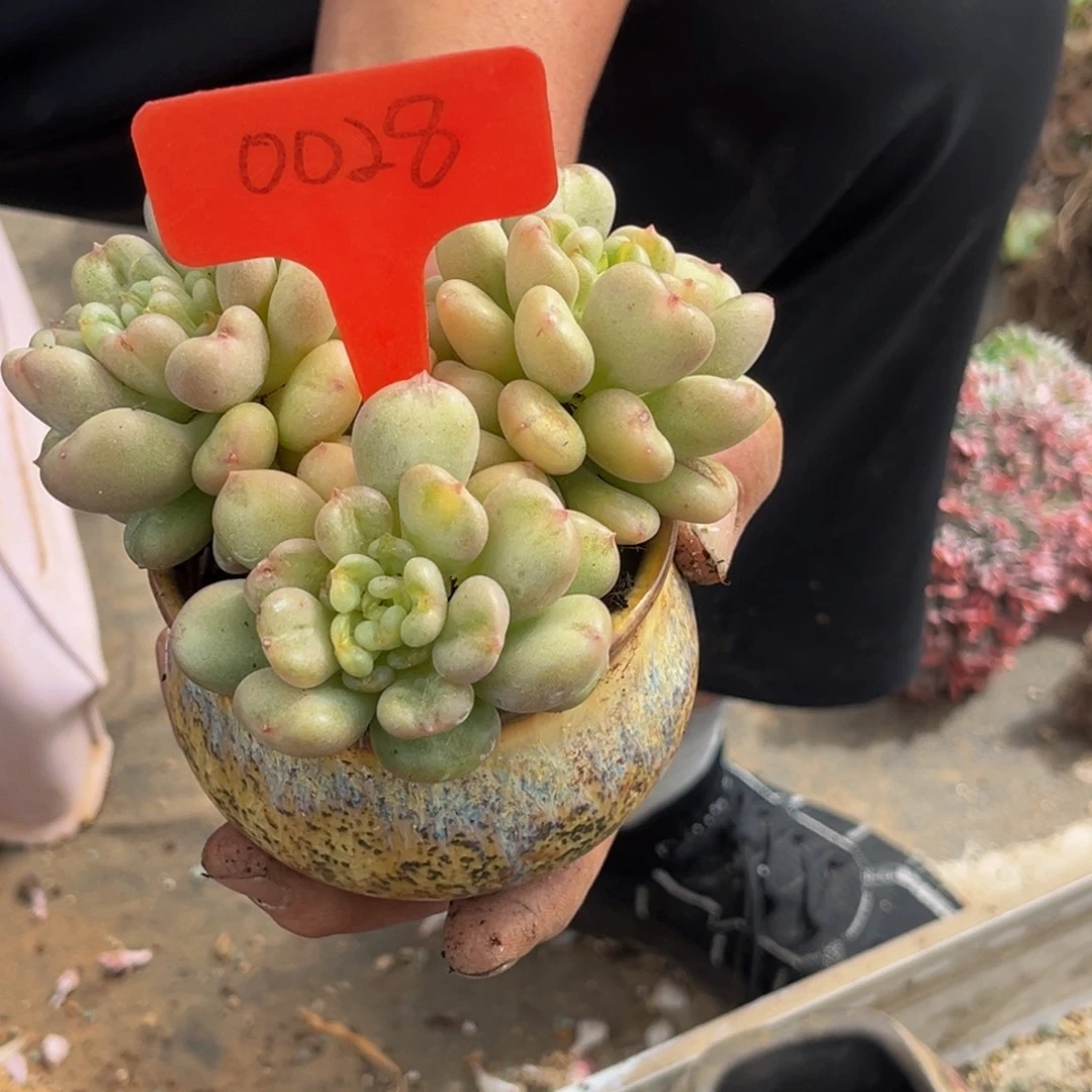 0028号下午多肉植物群生多肉