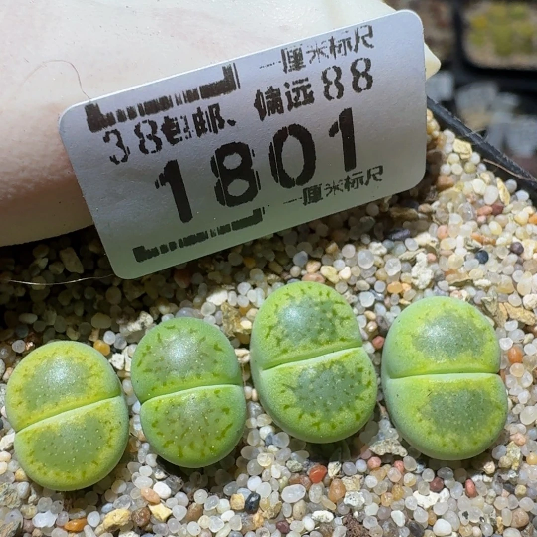 Zzzz生石花肉锥1801