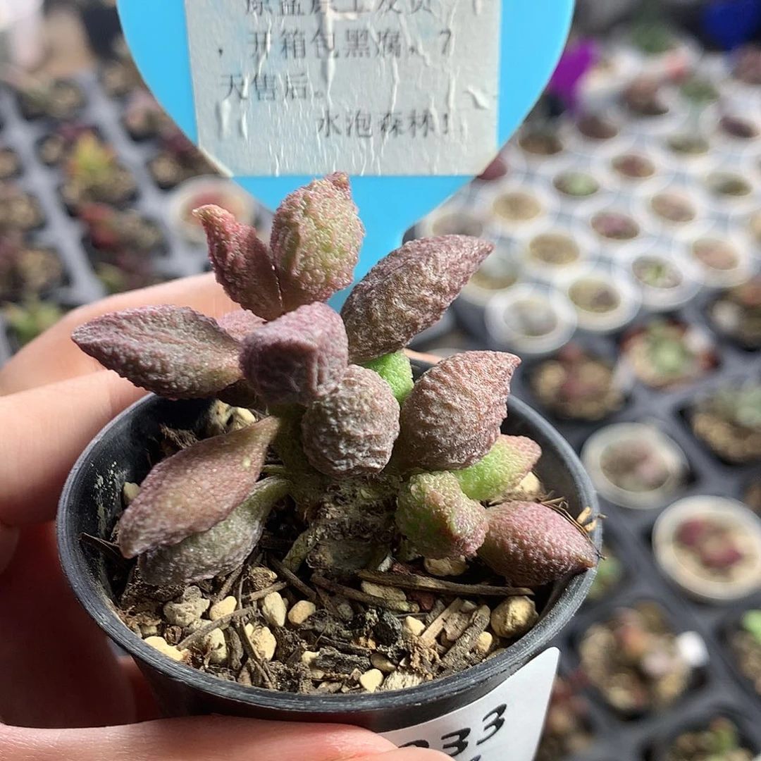 Jun033 优选种播实生