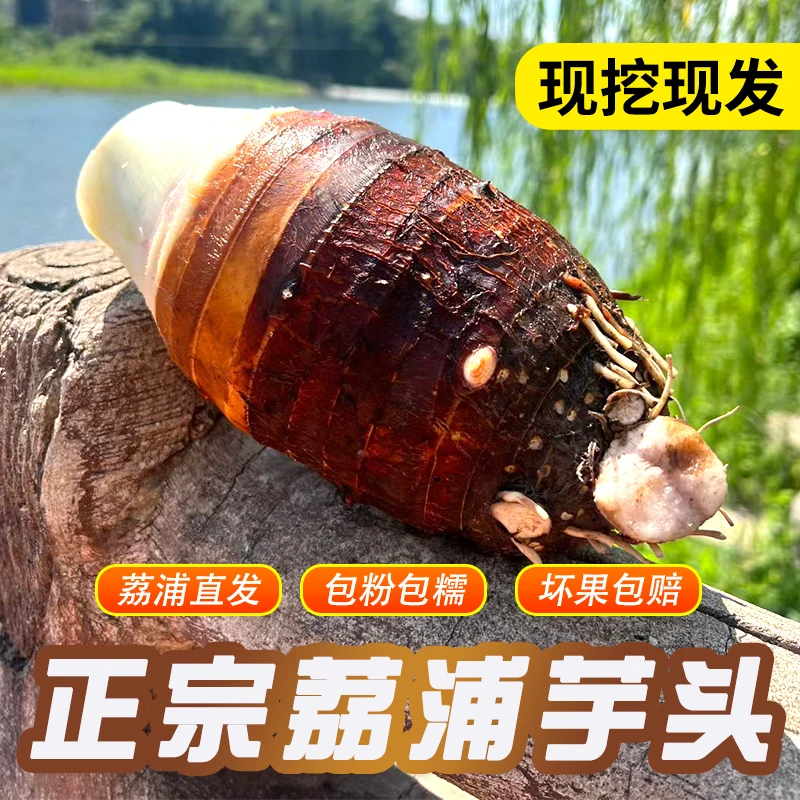 正宗荔浦芋头新鲜现挖产地发货广西桂林特产香芋香软粉糯