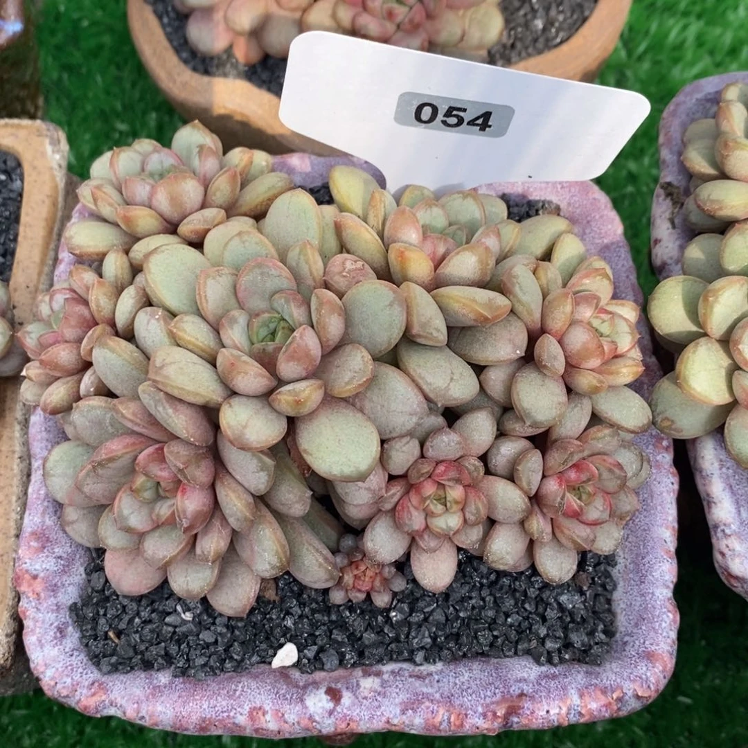 用****68161葡萄多肉植物