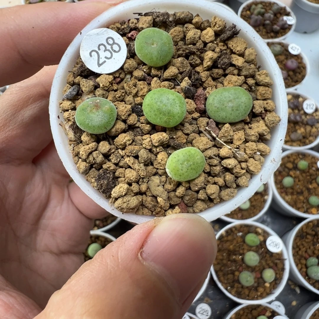 绿豆糕杂毛饼一颗脱土238000