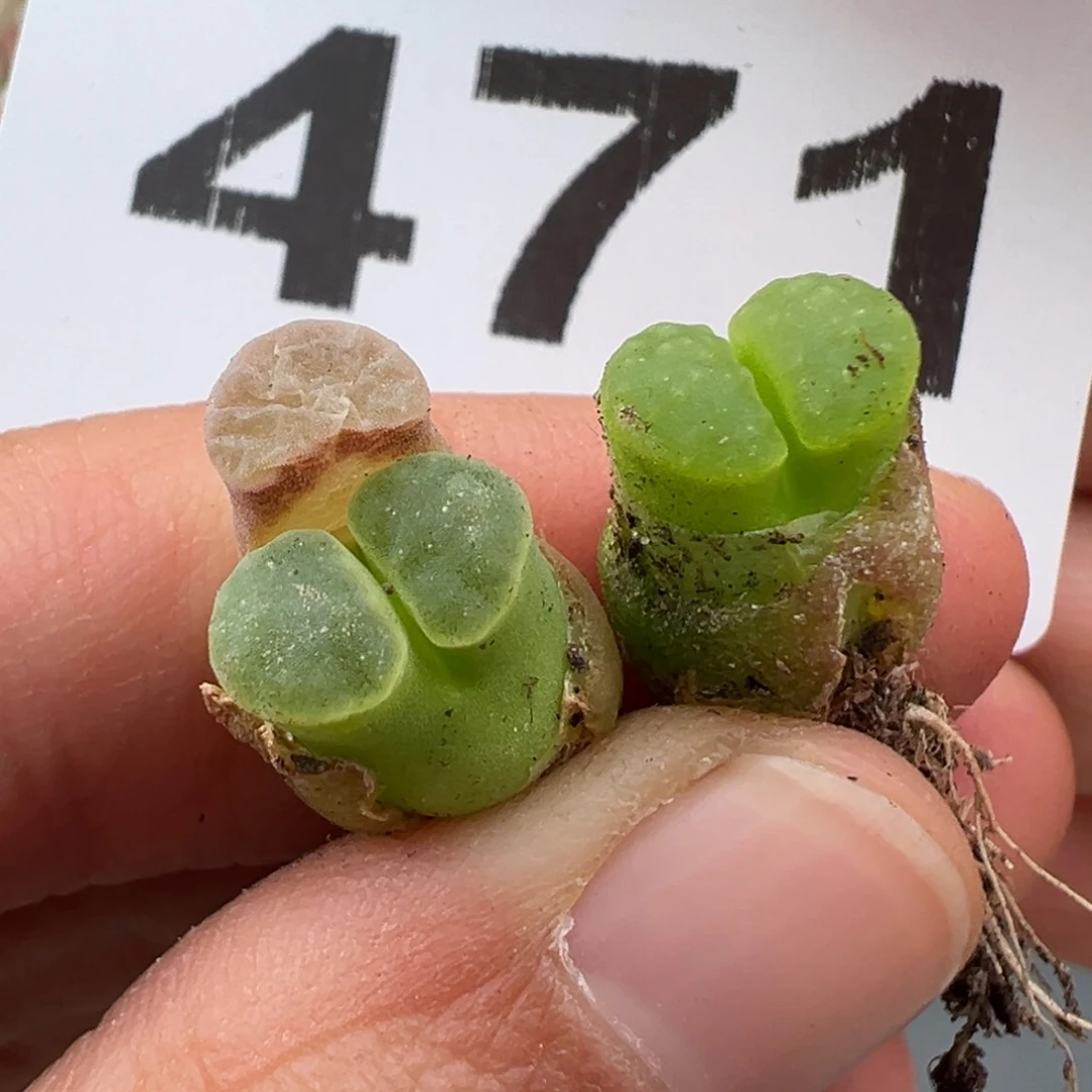 3.8好看的多肉脱土发货471