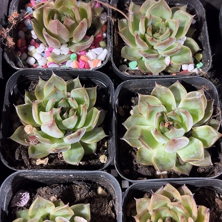 紫鸢带盆土发货货