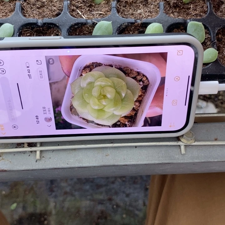 白吉芽苗一个多肉