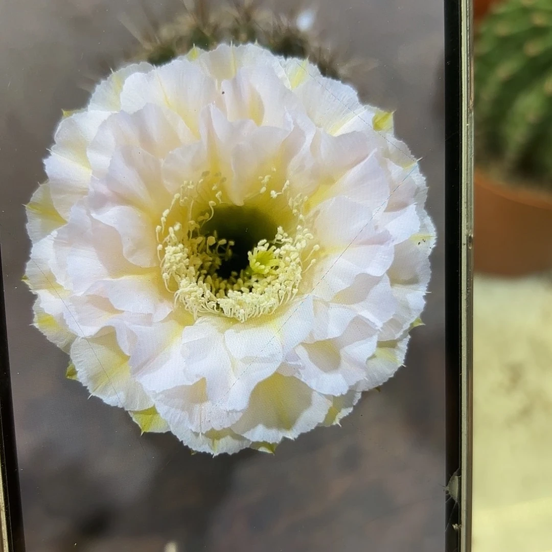 彩草青青蛋糕侧牙3公分有气根