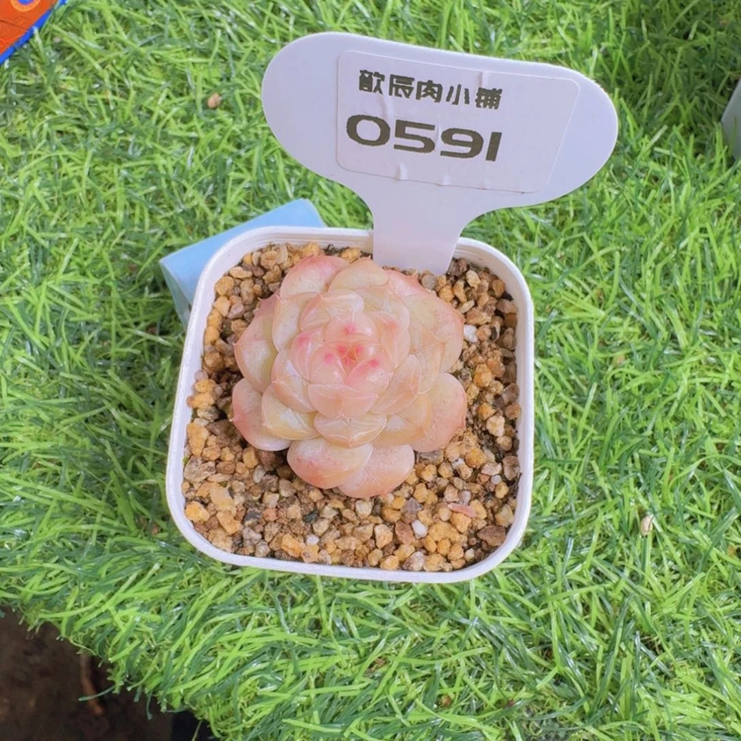 咖***乐多肉植物杂交0591