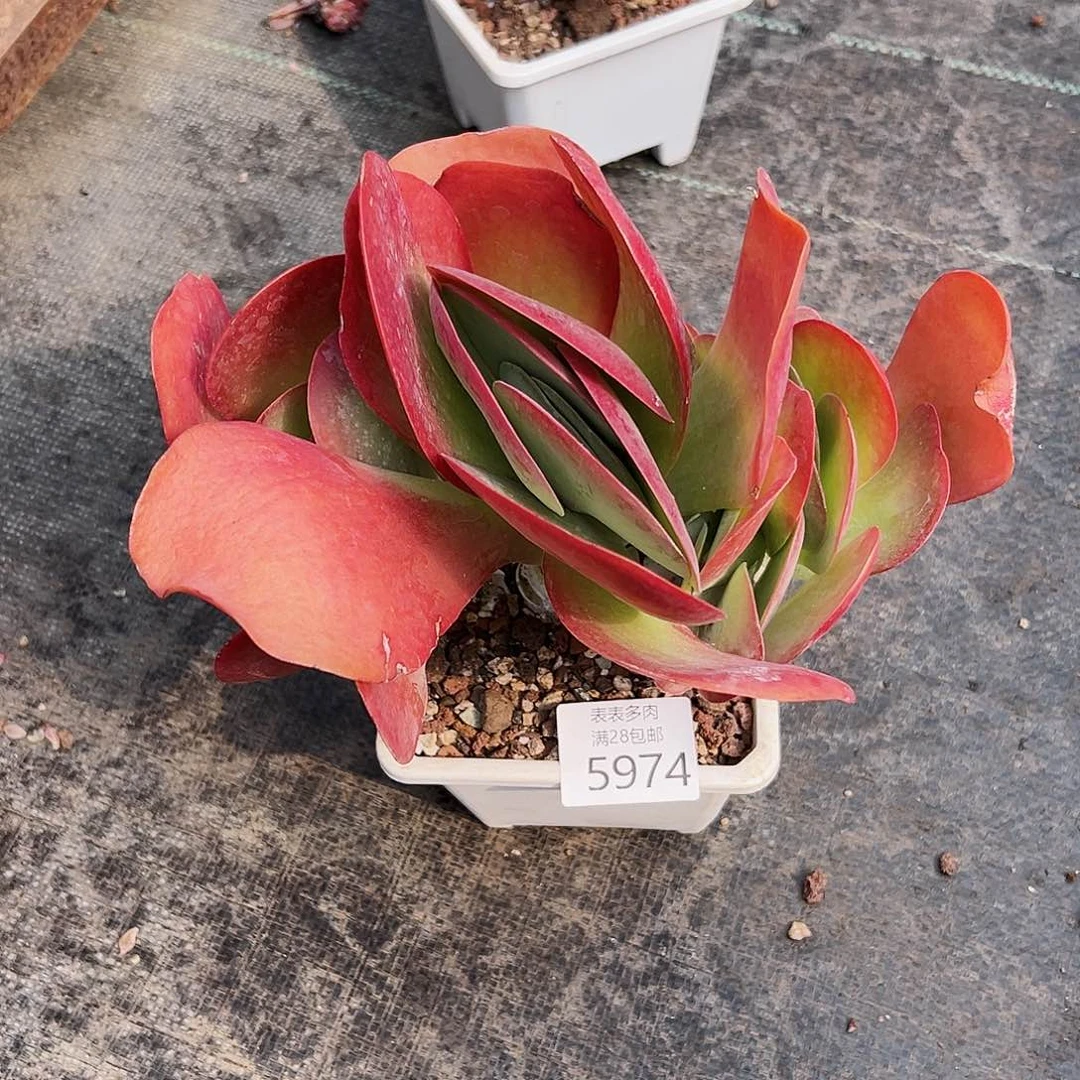 9号我们的确是一5974