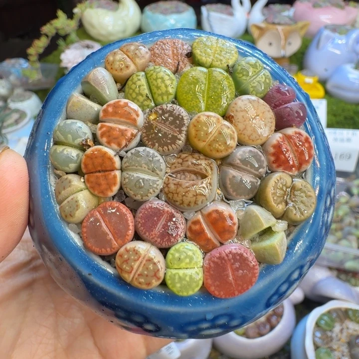 多肉植物开播福利冲1172