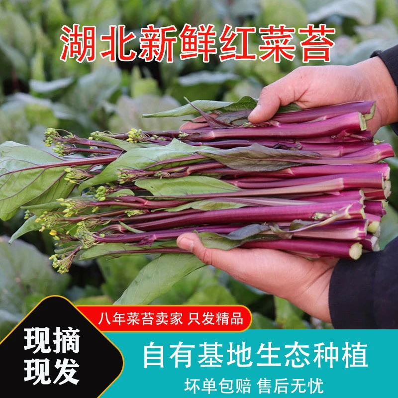 红菜苔新鲜湖北农家自种现摘紫菜苔打霜洪山菜薹油菜苔产地直销