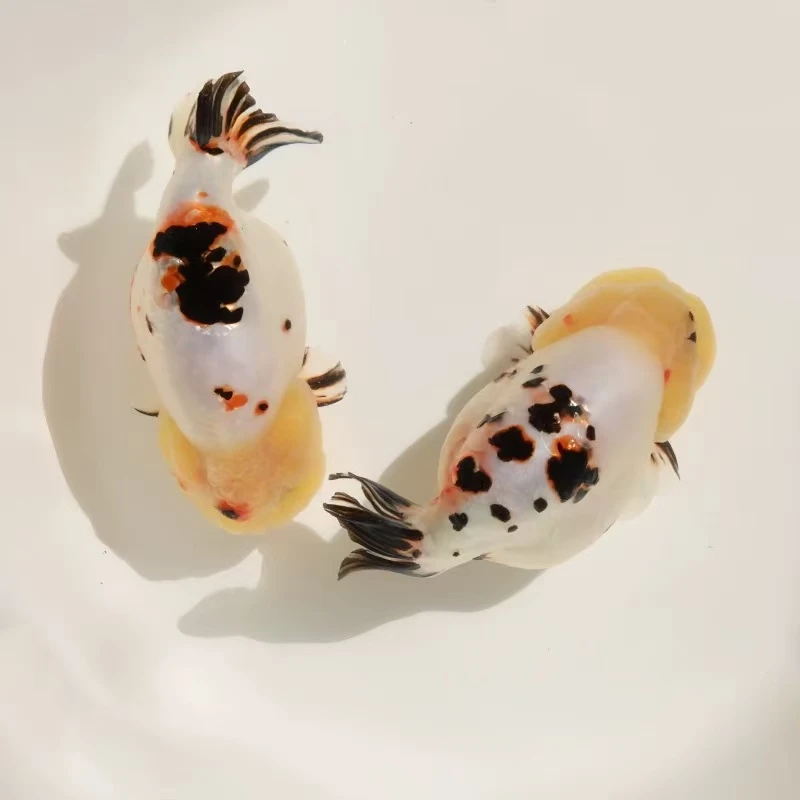 兰寿金鱼观赏鱼各种颜色和品质