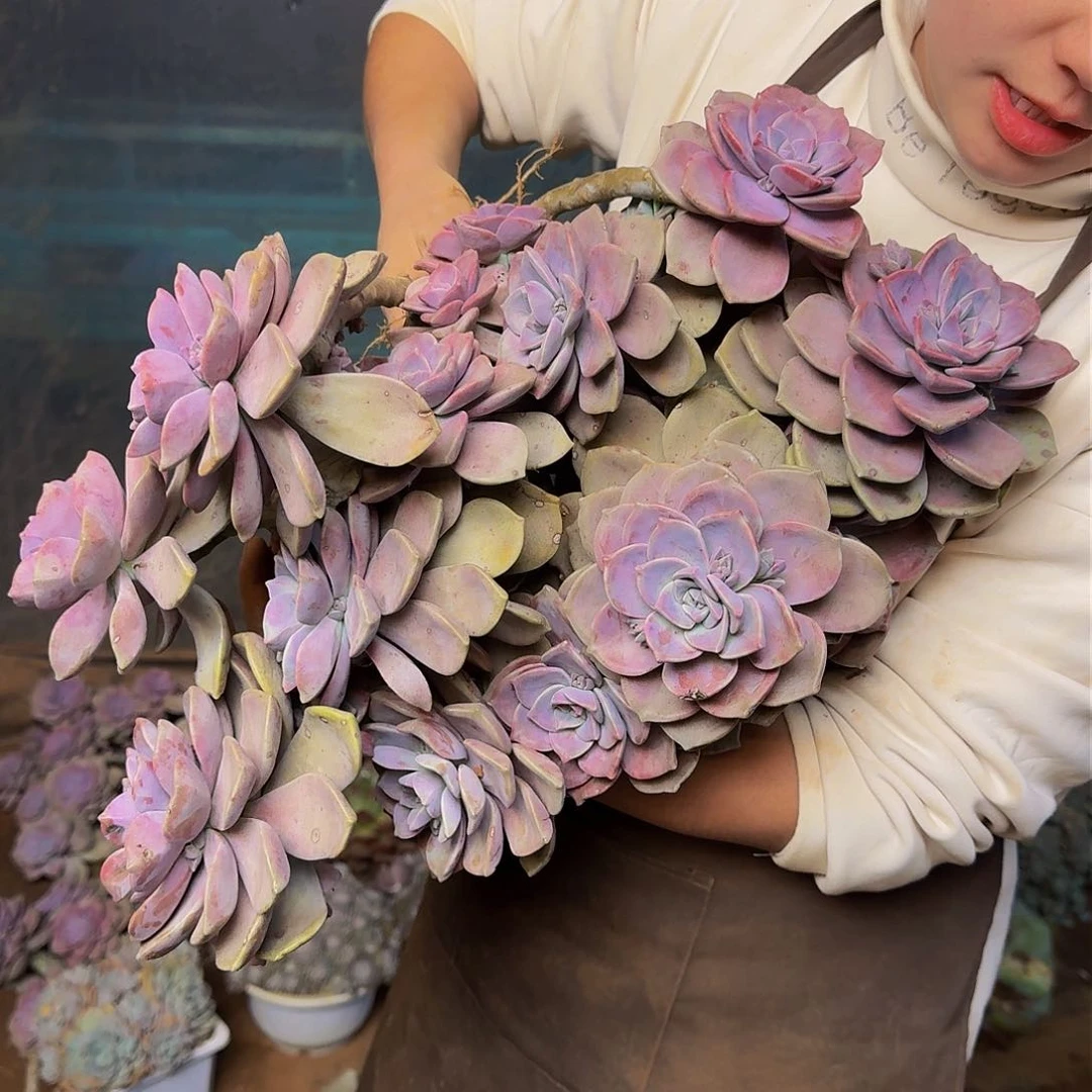 紫乐 一颗 断头断枝不包损