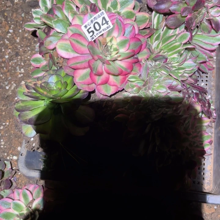 遇*.504组合掌心多肉法师锦