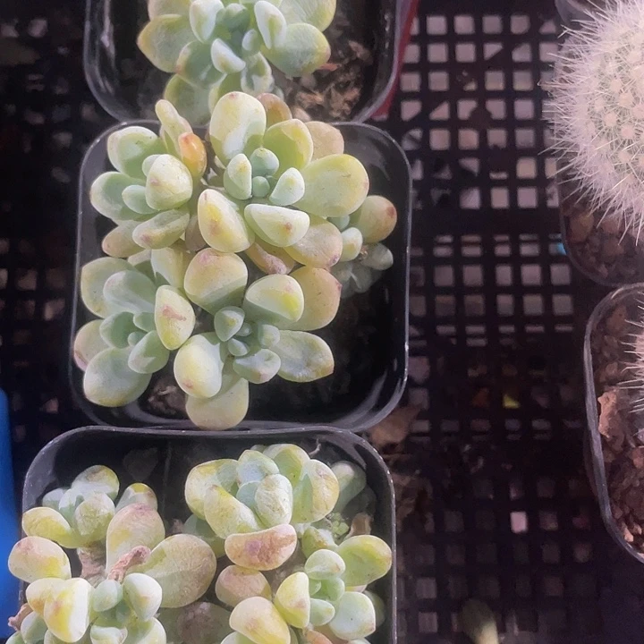 劳尔群带盆土发货