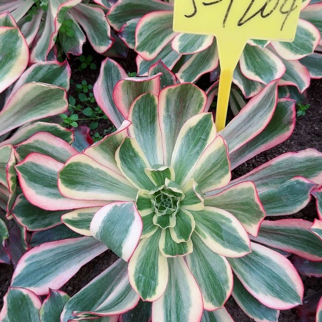 3-1204--+多头多肉植物魅影