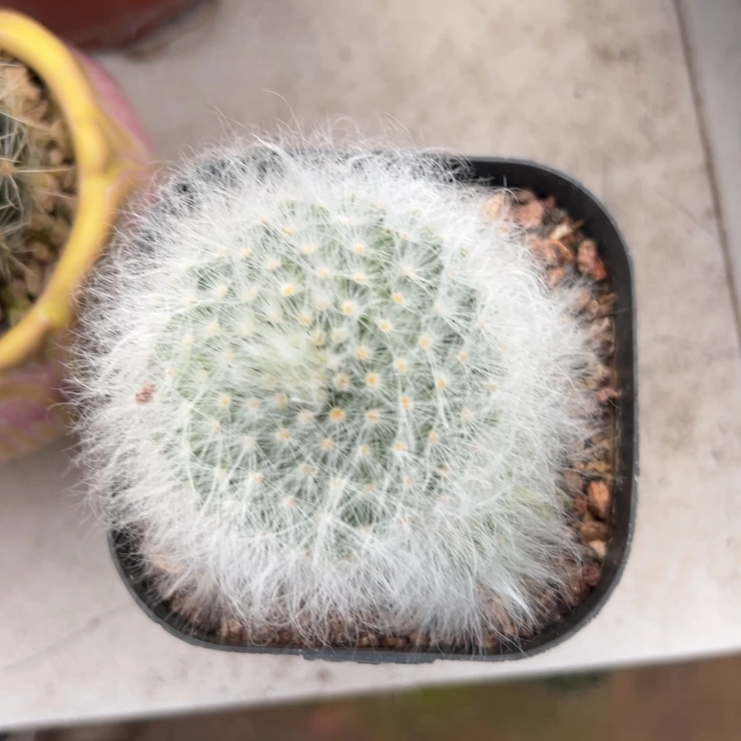 思***念零零落落 零零落落