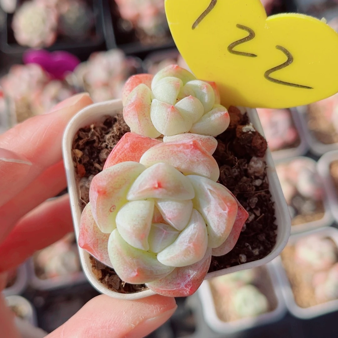 122号小老桩冰玉双头