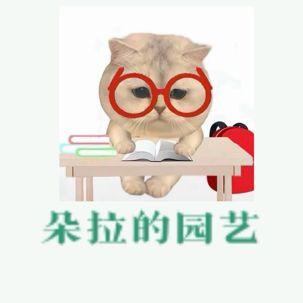 【朵拉园艺】新号开播首场福利新品月季切花玫瑰 组合款