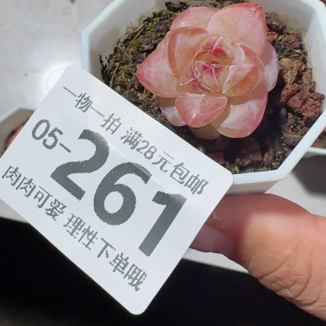 玉兔无盆土发货无盆土发货无