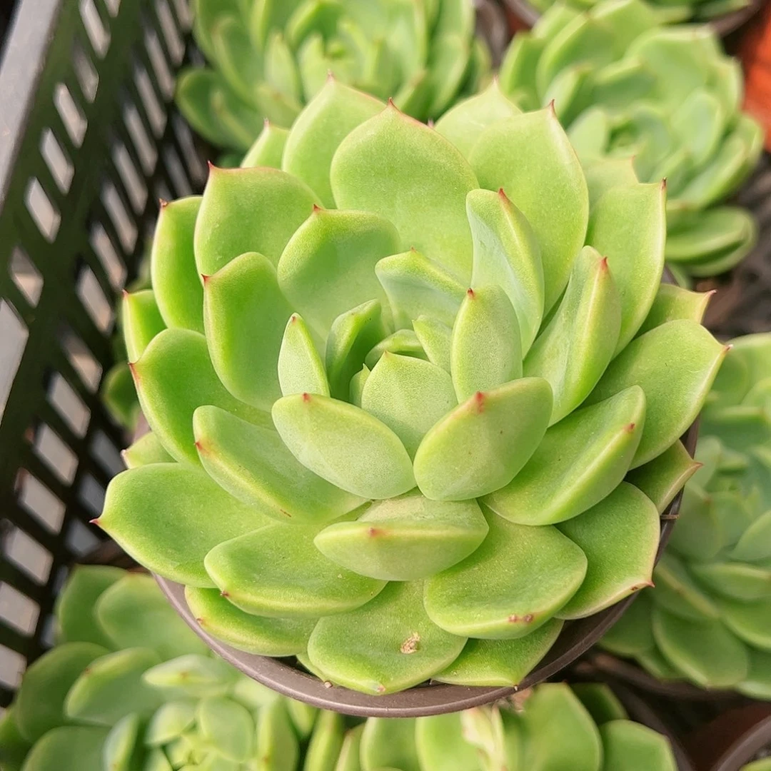 绿水鬼大单头二盆