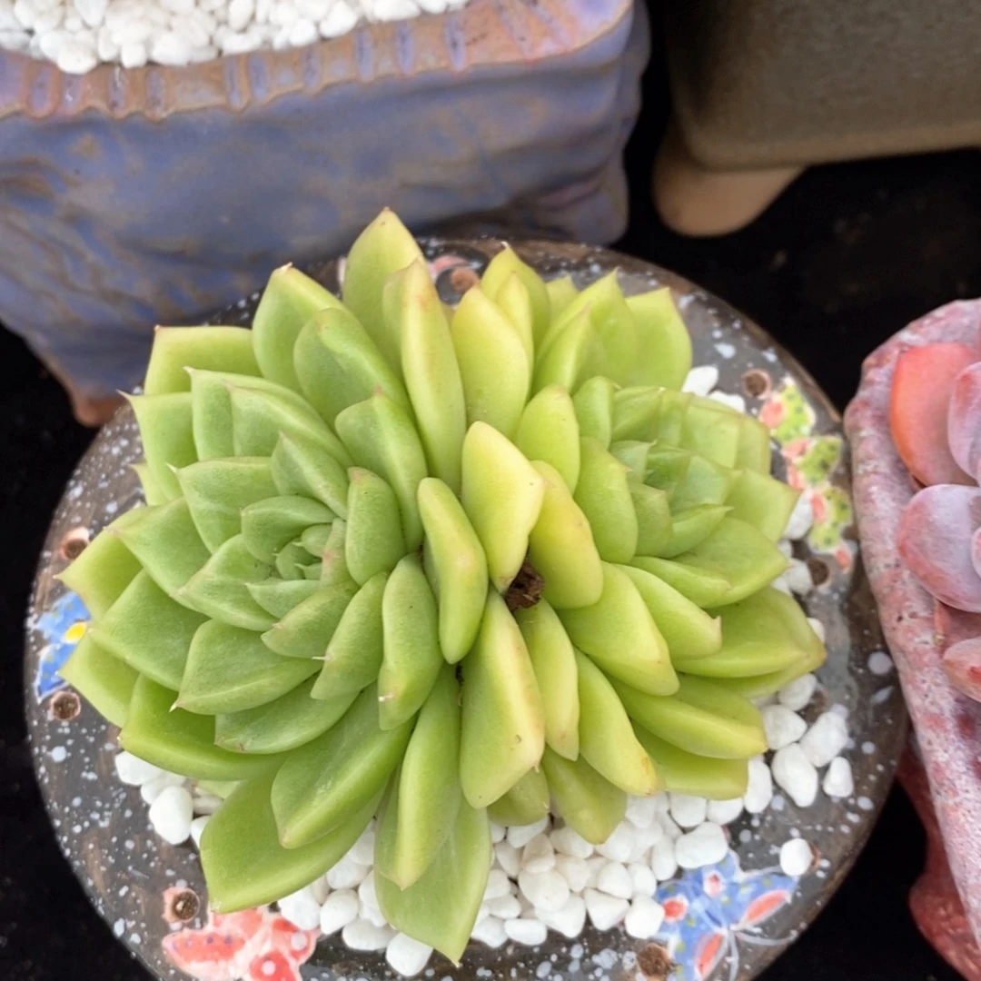 翠绿多肉植物盆栽