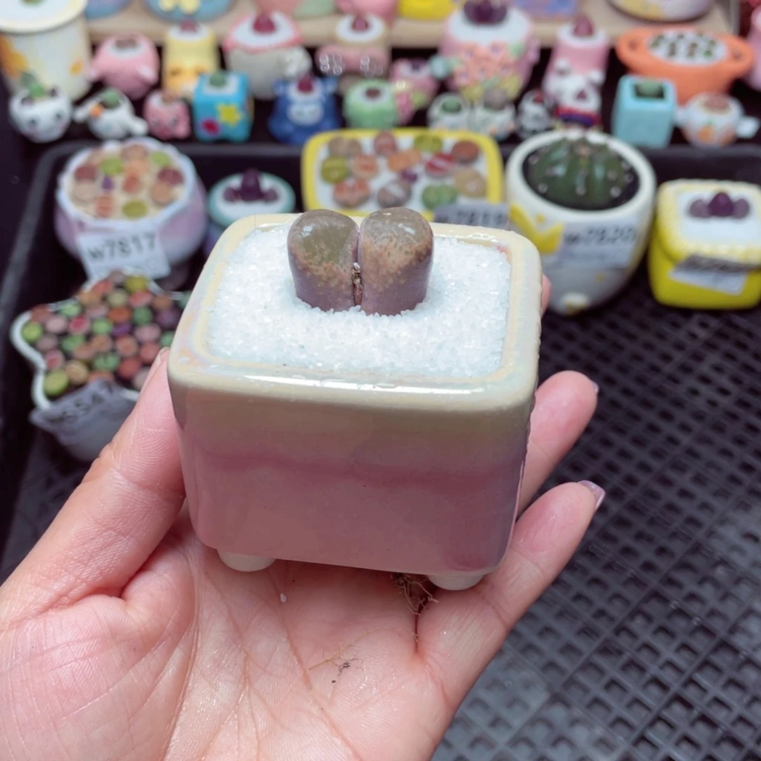 w7823 -零下地区拍保温箱-15支持寄养