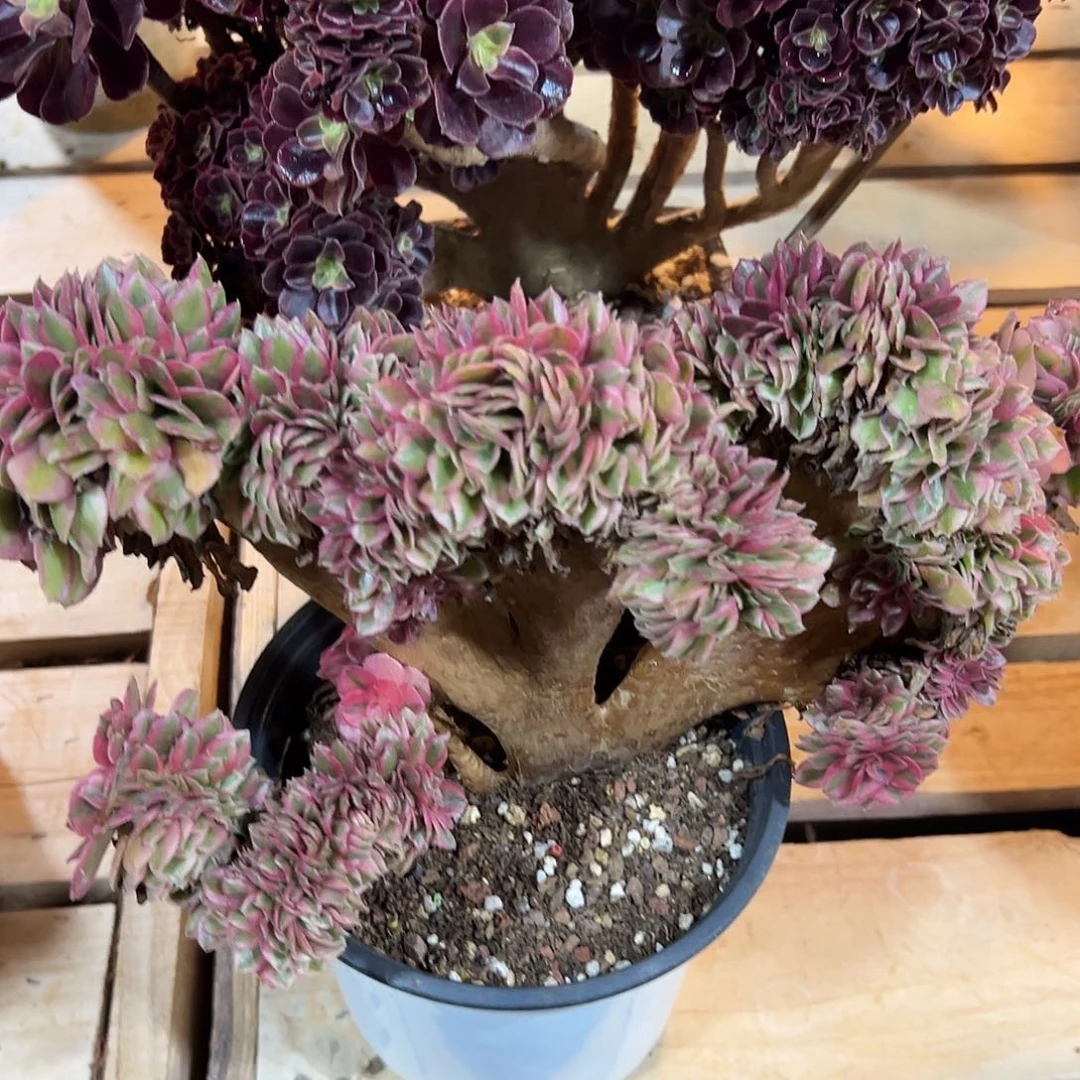 倾城缀化老桩朵缀