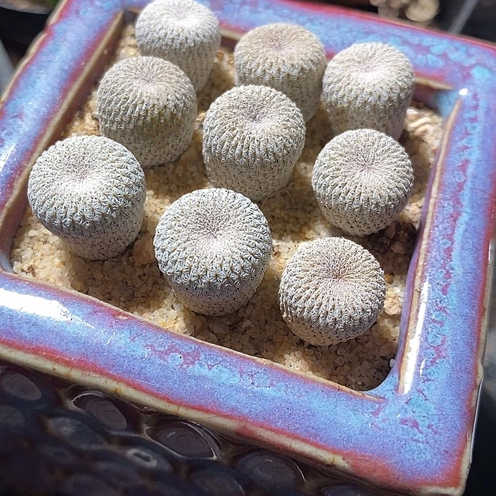 实生月世界一颗。