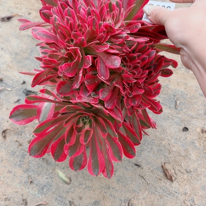 226女巫缀多肉一起