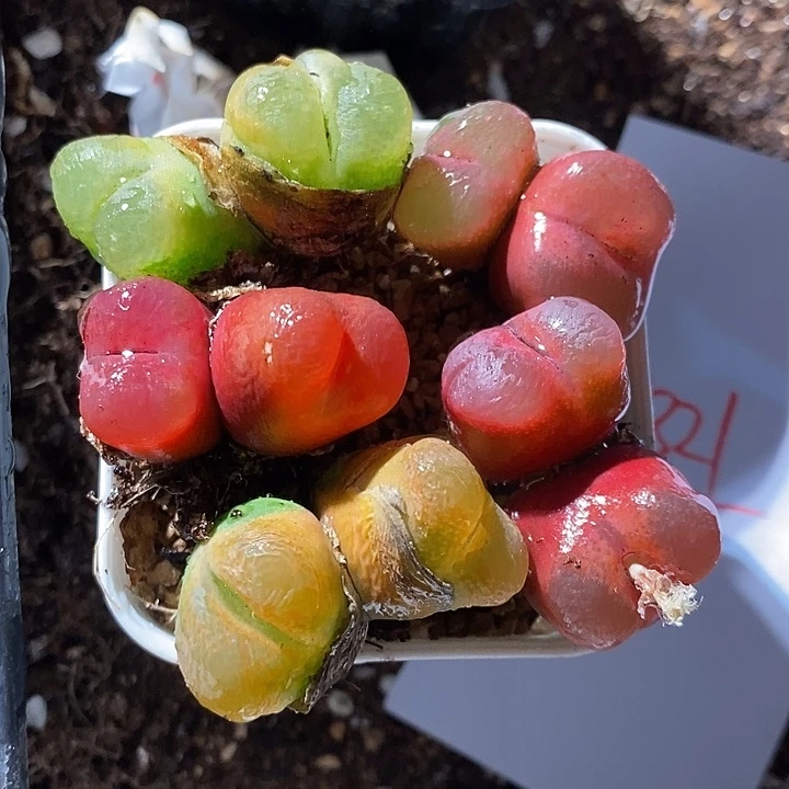 27321。   一组双头。