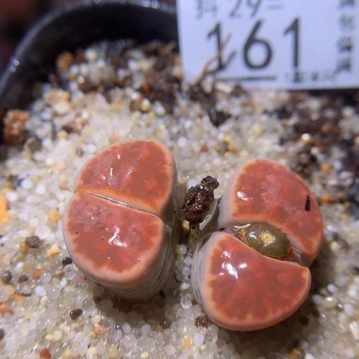 姐****. 精品生石花29.161