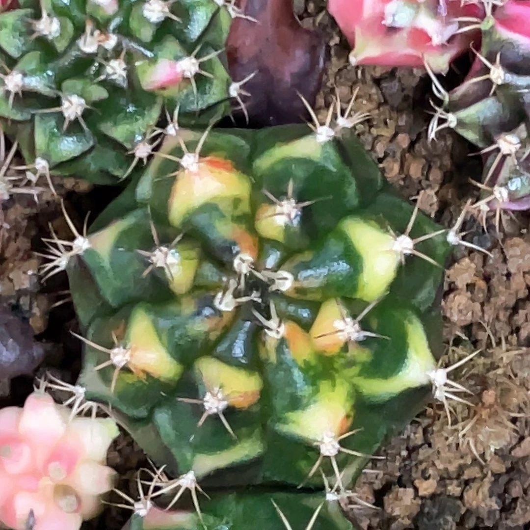 无花朵泰系神品，猫眼V背锦