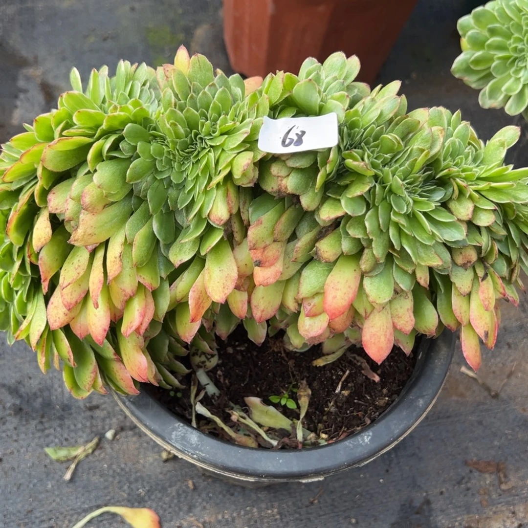 68伊丽莎白缀多肉洗澡了