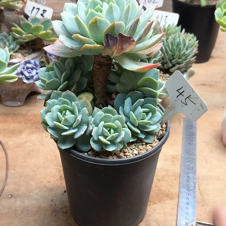 多肉植物，恋曲45号
