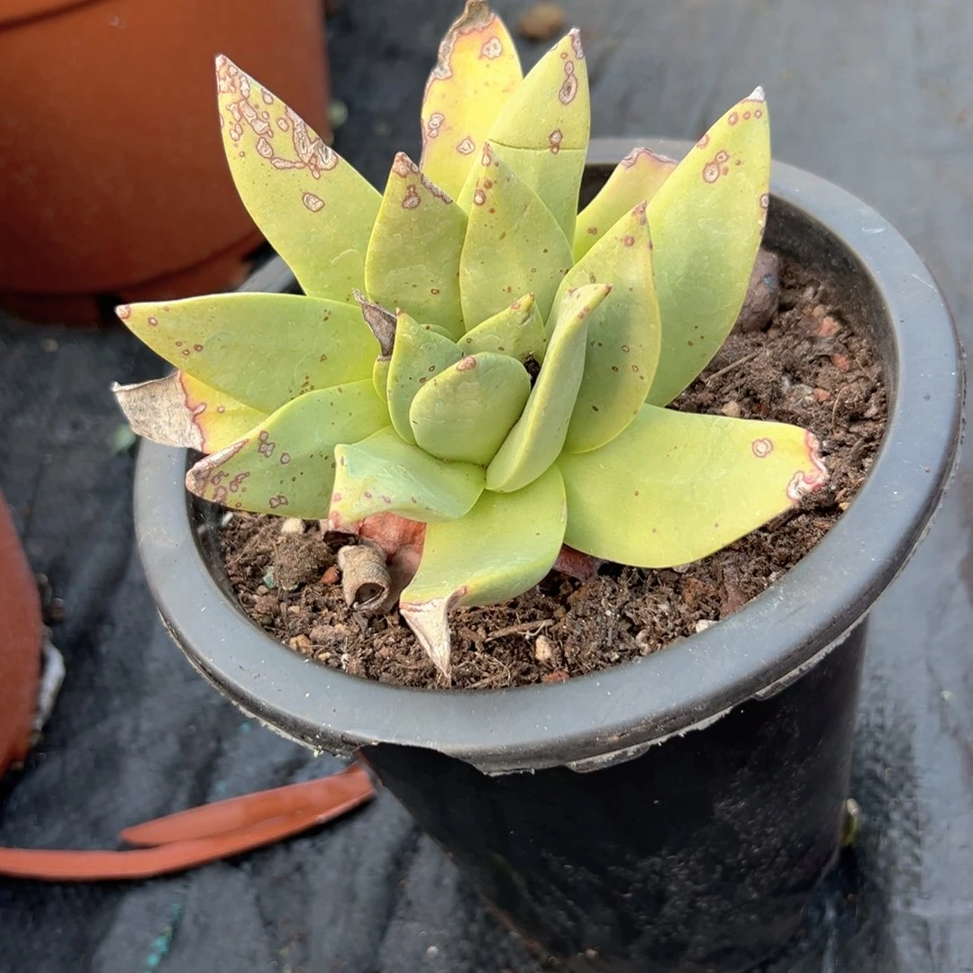 野生仙女杯一株包邮