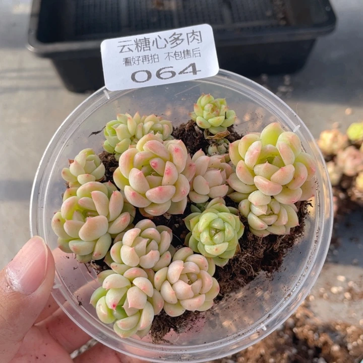 云糖心多肉植物64