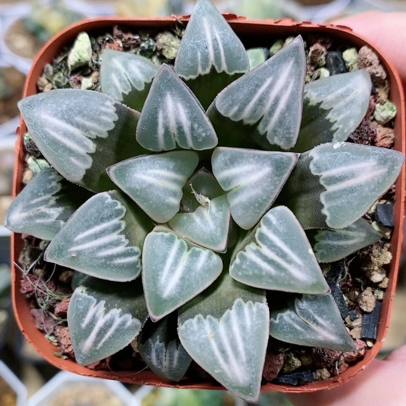 【闪购商品】37雾之喷泉
