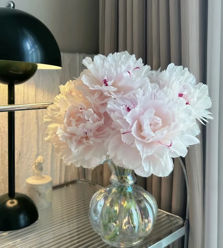 【现货 粉池金鱼】荷兰AAA级进口芍药 重瓣 芍药山东基地直发花雲里