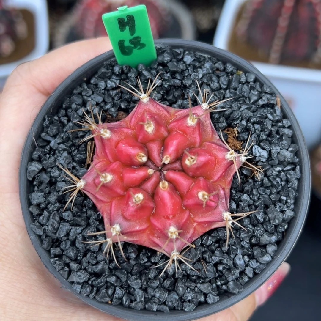 H68泰系实生米哈锦，带盆土发货