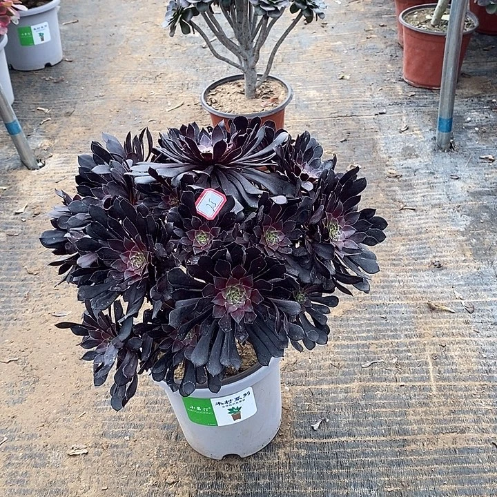 25，黑铜壶1457899999000