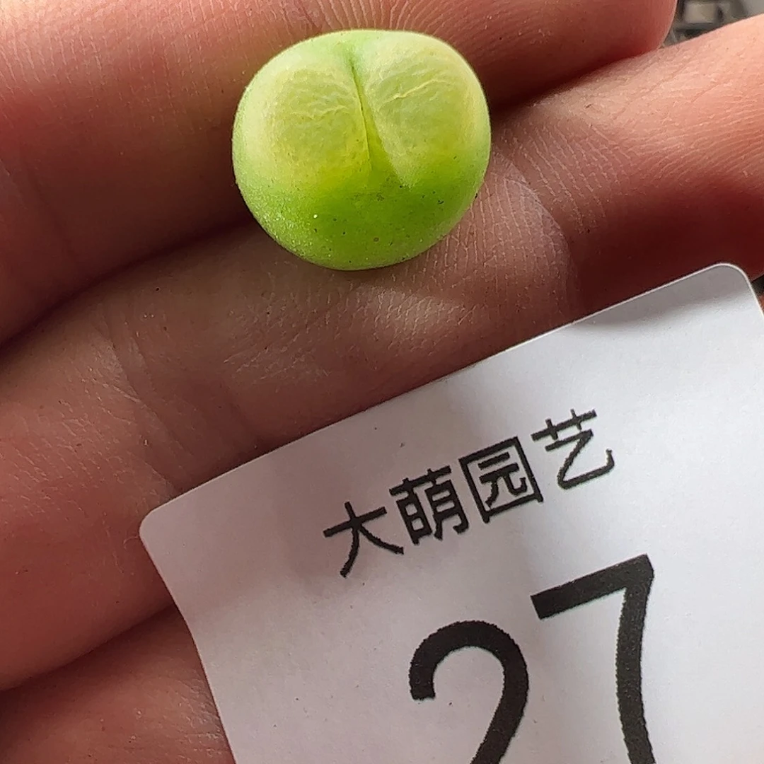 000027 一物一拍冰风铃杂交