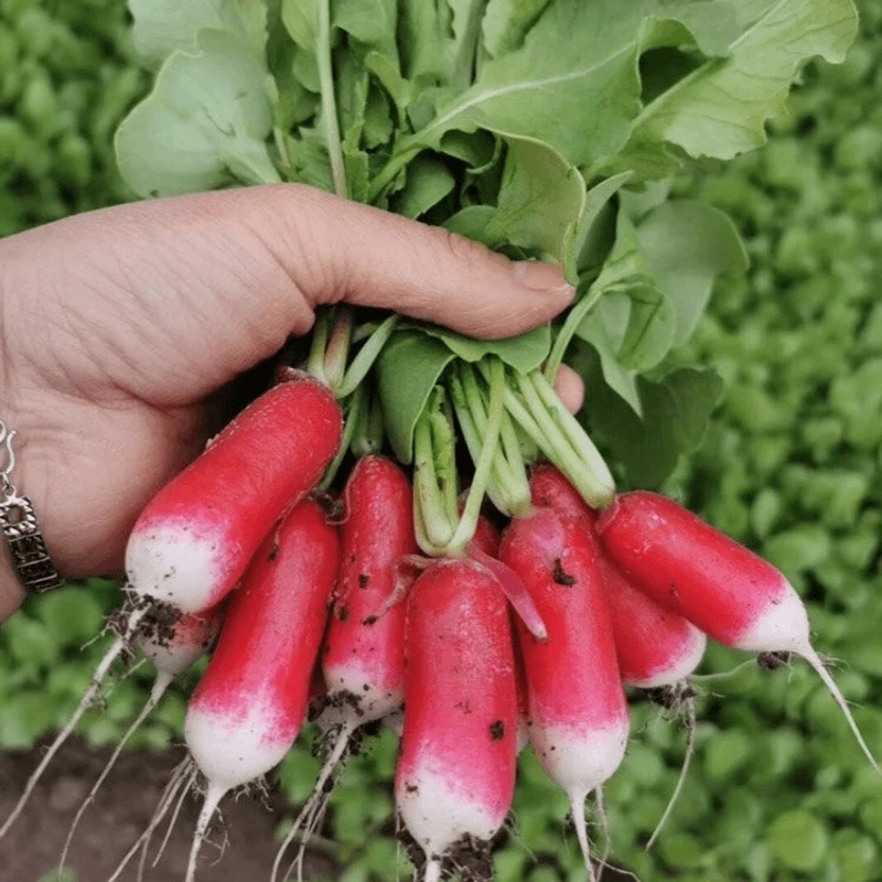 【全店满5包包邮】手指水果萝卜种子迷你拇指樱桃红皮白肉萝卜盆