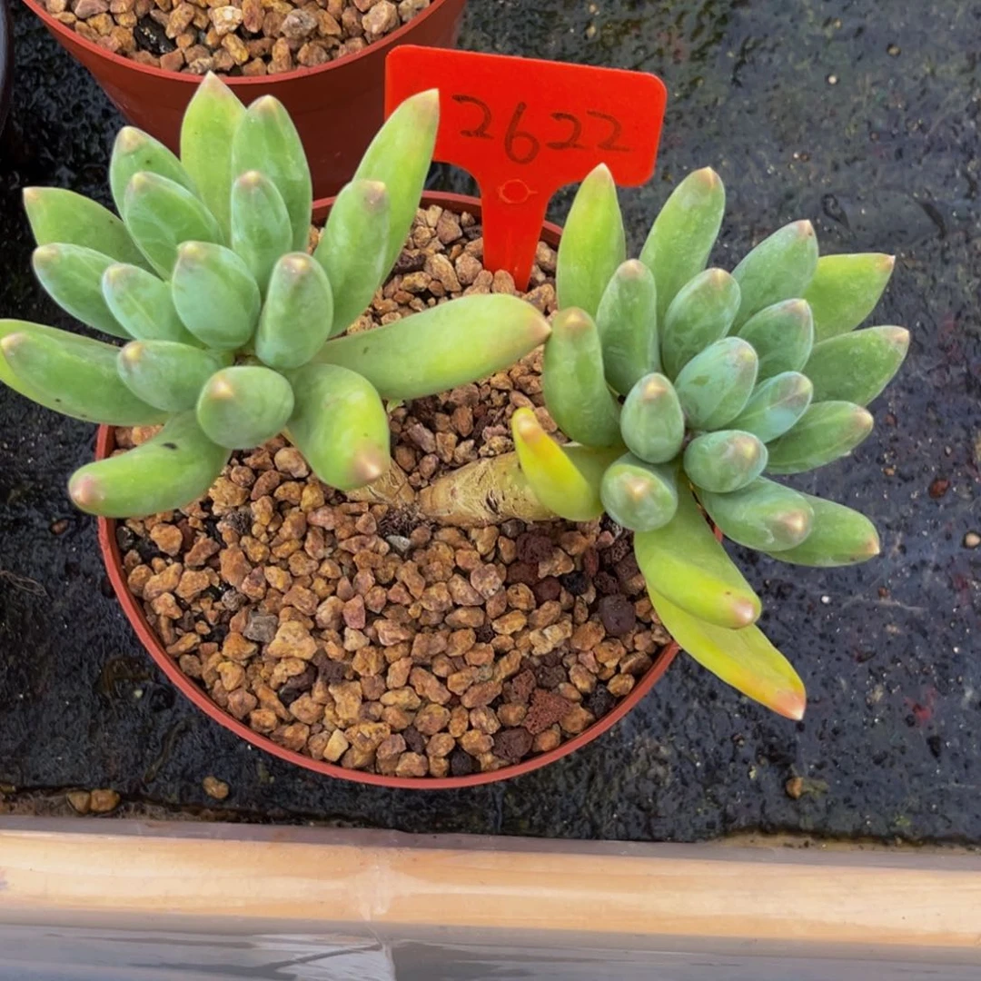 2622下午多肉植物群生