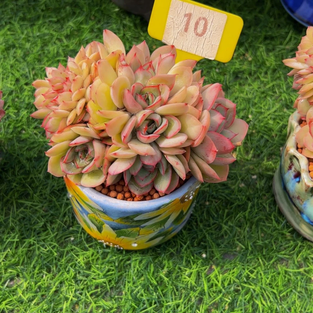 红*姐牡丹亭缀10号