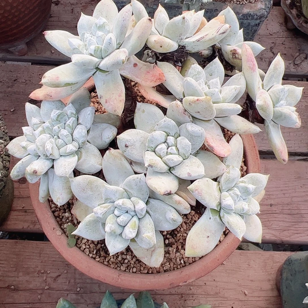 Ｈ***ｇ3439拇指苹果叶多肉