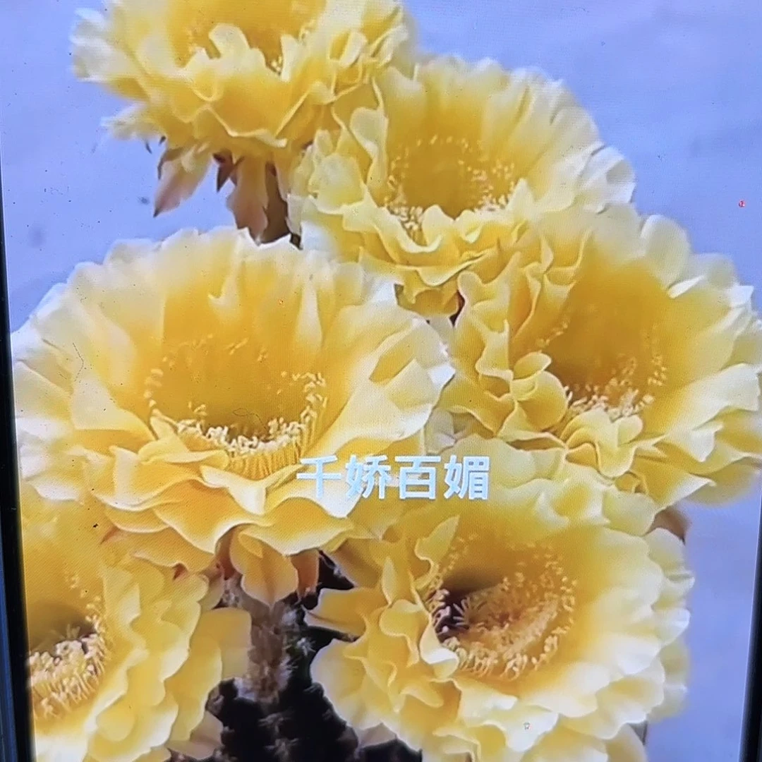娇媚彩侧牙20包邮仙人球42